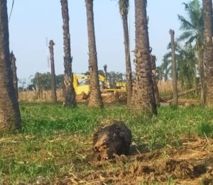 Galian C Diduga Ilegal, Dilahan Eks HGU PTPN II Kecamatan Stabat