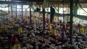 Harga Ayam Potong Turun Terjun Bebas Peternak Calon Gulung Tikar