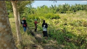 Tanaman Mangrove  di Tebas Oleh Orang Suruhan Toke Tambak