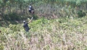 Tanaman Mangrove Kwala Serapuh Kembali Ditebang Orang Suruhan Toke Tambak
