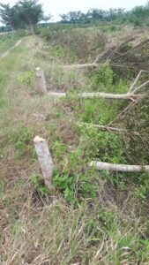 Gencar Perusakan Kawasan Hutan !! Aktivis Lingkungan Minta Kepala KPH Wilayah-I Stabat Dicopot