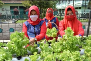 Persit KCK Koorcab Rem 071 Panen Sayur Hidroponik Dukung Ketahanan Pangan di Masa Pandemi