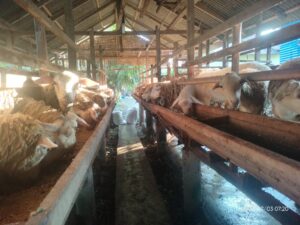 Cerita Pedagang Hewan Kurban Di Tengah Covid-19, Penjualan Anjlok