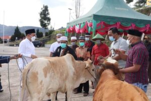 Bupati Pakpak Bharat Menyerahkan 3 Ekor Sapi Hewan Qurban.