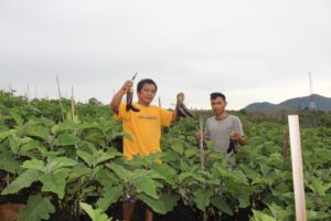 Marihot Munthe Petani Muda Sukses Budidayakan Terong Ungu Di kabupaten Pakpak Bharat