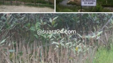 Photo of Polsek Tanjung Pura Lanjuti Laporan Pengerusakan Tanaman Mangrove Di Kwala Serapuh