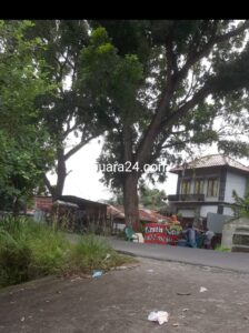 Warga Medan Tembung Resah Pohon Besar Nyaris Tumbang