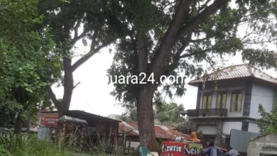 Photo of Warga Medan Tembung Resah Pohon Besar Nyaris Tumbang