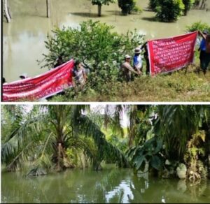 Diduga Akibat Bendungan PTTLE, Puluhan Hektar Tanaman Terendam Air