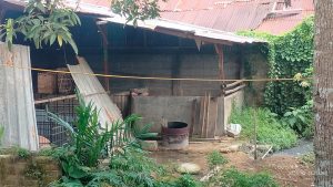 Warga Keluhkan Bau Tak Sedap Yang Diduga Di Timbulkan Dari Kotoran Ternak Babi Dan Bebek Di Stabat