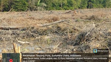 Photo of WALHI Sumut: Penegak Hukum Cendrung Lamban, 60% Hutan Mangrove Beralih Fungsi