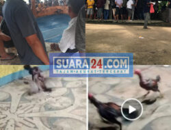 Dugaan Kuat Peran Oknum Anggota Satuan Samping, Backup Perjudian Sabung Ayam di Sibiru – biru Bebas Beroperasi