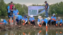 PT Dahana Tanam 2.000 Mangrove untuk Jaga Pesisir Subang