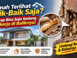 Rumah Terlihat Baik-Baik Saja? Rayap Bisa Saja Sedang Bekerja di Baliknya